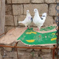 کبوتر تهرانی