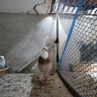 کفتر طوقی نر