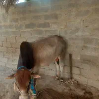 فروشی|حیوانات مزرعه|بمانی, |دیوار