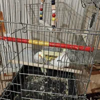 عروس هلندی مولد|پرنده|شهریار, اسد‌آباد|دیوار