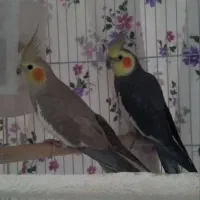 عروس هلندی مولد|پرنده|شازند, |دیوار