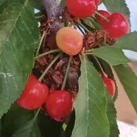 فروش باغ شهری در شیراز سیاخ دارنگون مجتمع گلابدره|فروش زمین و ملک کلنگی|شیراز, شهرک گلدشت حافظ|دیوار