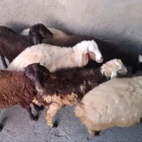 بره نر فروشی