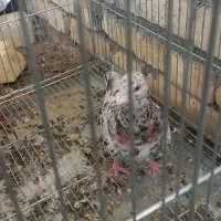 سرور ماده