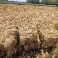 کاه برنج سرچینا