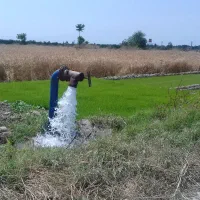نسق شالیزار با سهمیه آب، فرصت طلایی سرمایه‌گذاری