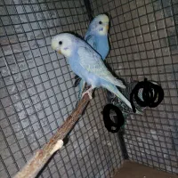 مرغ عشق اسپانگل رینبو