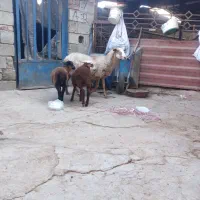 گوسفند رومانونف دوقلو|حیوانات مزرعه|گنبد کاووس, |دیوار