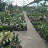 باغبانی وقلم زدن هرس کاری|خدمات باغبانی و درختکاری|مشهد, رسالت|دیوار