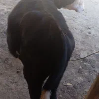 فروش گوساله اصیل|حیوانات مزرعه|فراغی, |دیوار