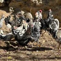 تخم نطفه دار از مولدین بالا گلین پنگوینی