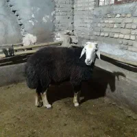 قوچ کله عروس قره چال