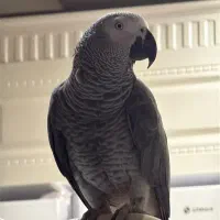 پرنده کاسکو