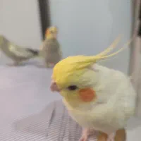 یه جفت عروس هلندی مولد|پرنده|اسلامشهر, شهرک مهدیه|دیوار