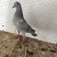 جوجه سبز پولک کرمونی  سار سبز