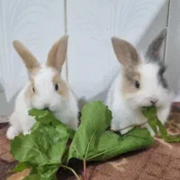 بچه خرگوش