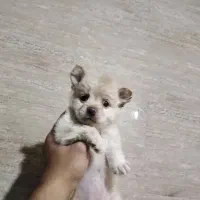 سگ سایز ریز و خوشکل|سگ|شیراز, حافظیه|دیوار