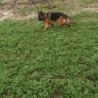 سگ ژرمن شپرد