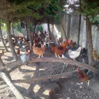 فروش ویژه مرغ و خروس