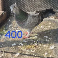 کبوتر|پرنده|رشت, جانبازان|دیوار