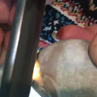 فسیل|کلکسیون اشیاء عتیقه|همدان, |دیوار