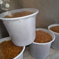 پیاز سرخ کرده