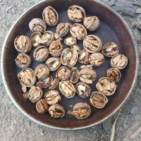 فروش گردو