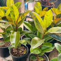 گلهای آپارتمانی وگلدان وپایه چوبی باپائینترین قیمت