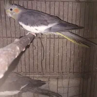 عروس هلندی ماده بالغ ۴تا|پرنده|گرگان, |دیوار