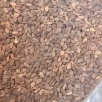 کنجدامسالی  تمیز و بدون فضله