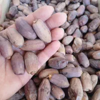 خرما دیری