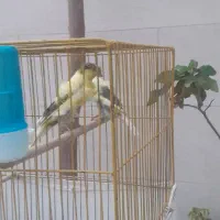 قناری دورگ سوپری|پرنده|کهریزک, |دیوار