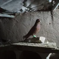 کفتر  رنگه قشنگ ۵ عدد فقد تماس بگیرید|پرنده|رضویه, |دیوار