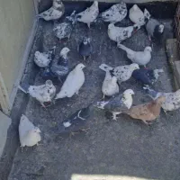 کبوتر گمشده