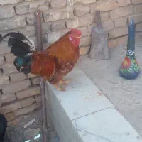 خروس پرپا نژاد لاری درجه یک