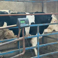 ۲ راس سیمینتال کشتاری بی نقص