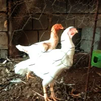 مرغ و خروس لاری|حیوانات مزرعه|بندرعباس, |دیوار