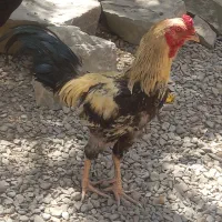 خروس جاوه با خانواده هش 7ملیون