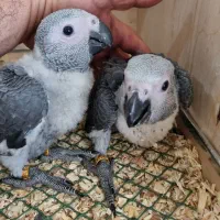 خرید فروش معاوضه طوطی کاسکو کاکادو آرا اکلکتوس
