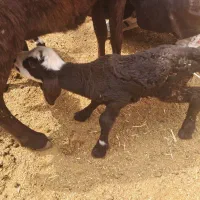 بره شیری