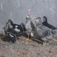 نیمچه گلین طوسی وپنگوئنی|حیوانات مزرعه|کرمانشاه, |دیوار