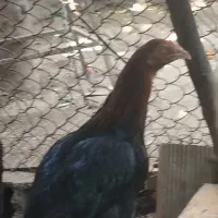 مرغ لاری اصل