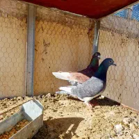 نر و ماده پلاکی مسافتی