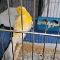 قناری ماده سالم دوعدد هست یکی  رو با نرعوض میکنم