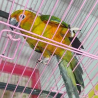 ۴ جفت جوان حلقه پا مجموعه|پرنده|ساری, |دیوار