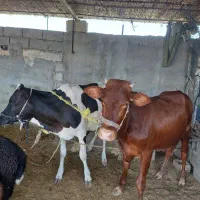 فروش یه جفت گوساله نر و ماده روستا غوله علیا