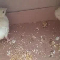 جوجه بوقلمون|حیوانات مزرعه|آران و بیدگل, |دیوار