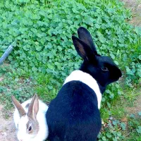 خرگوش سیاه وسفید