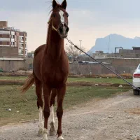 فروش ۲ راس نریان تکبندی|اسب و تجهیزات اسبسواری|اصفهان, رهنان|دیوار