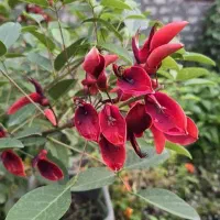 مرجان گل فردوسی فردوس آلوبخارا به ژاپنی  نهال درخت